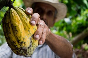 Le cacao est en danger!